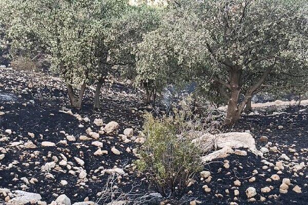 40 هکتار جنگل قربانی اختلاف سر زمین ، عاملان آتش سوزی خائیز دستگیر شدند