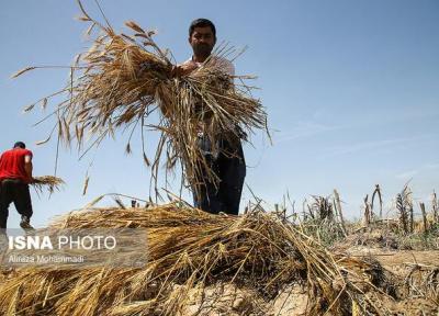 مطالبات گندم کاران همدانی طی 10 روز آینده پرداخت می شود