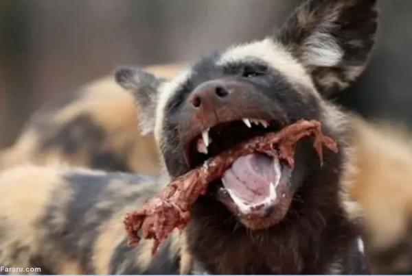 (ویدئو) سگ های وحشی گوزن شجاع را زنده زنده خوردند