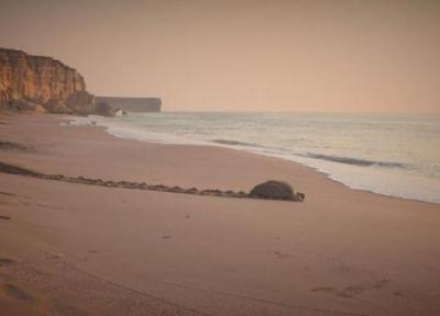 عمان؛ پناهگاه لاک پشتهای در حال انقراض