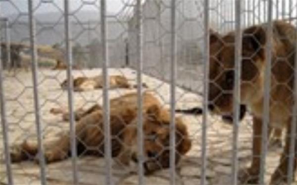 قیمت طراحی ویلا: شیرهای باغ وحش اراک جان یک نفر را گرفتند